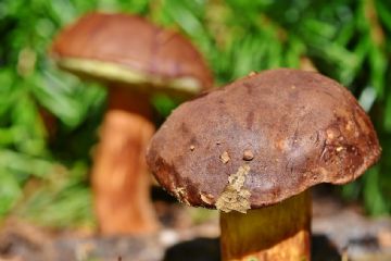 Corso formativo di preparazione ed esame per il rilascio dell’idoneit&#224; alla vendita per gli esercenti il commercio di funghi epigei freschi spontanei.