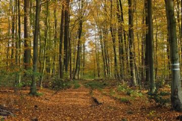 XVIII Corso di formazione per WALKING LEADER DI COMUNITÀ