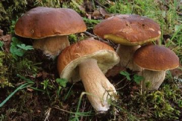 Corso formativo di preparazione ed esami per il rilascio dell'idoneità alla vendita per gli esercenti il commercio di funghi epigei freschi