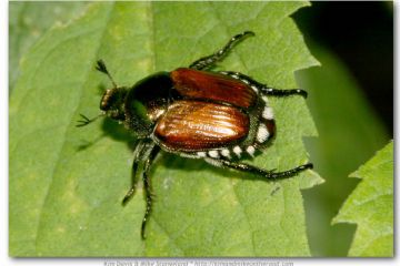 Popillia japonica: informazioni per i comuni ricadenti in zona infestata