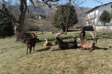 Marco Compagno
